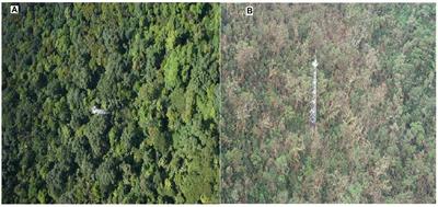 Clustered tree size analysis of bio-productivity of Dinghushan National Nature Reserve in China